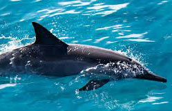Dolphin.jpg